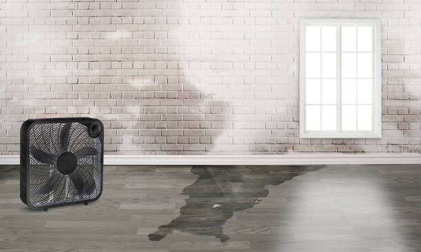 Best Basement water damage restoration  in Broxton, GA
